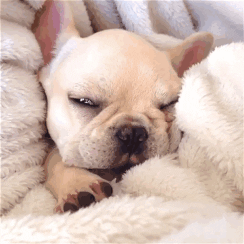 Sleeping Dog Frenchie Cute Stretch GIF