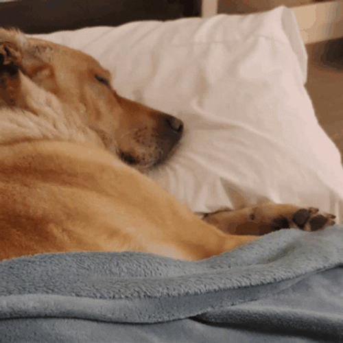 Sleeping Dog Golden Retriever Bed GIF