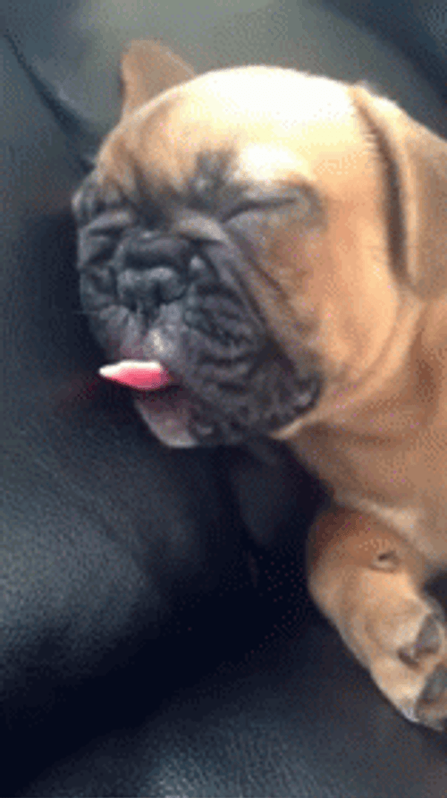 Sleeping Dog Ice Cream Dream GIF