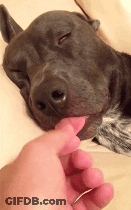 Sleeping Dog Long Tongue GIF