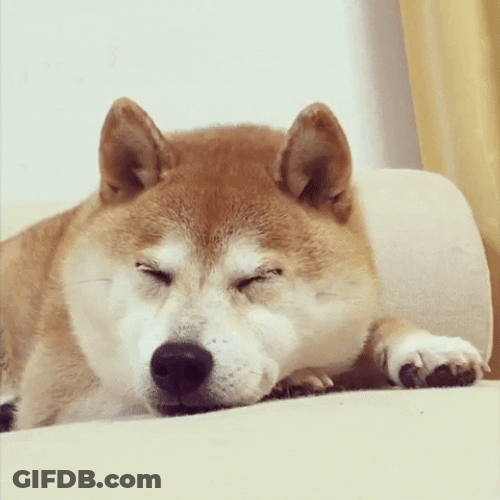 Sleeping Dog Meme GIF