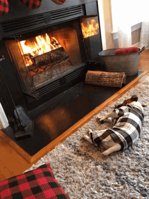 Sleeping Dog Near Fireplace GIF