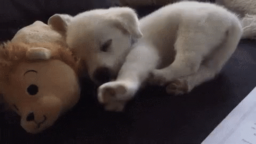 Sleeping Dog Puppy Cute Stretch GIF