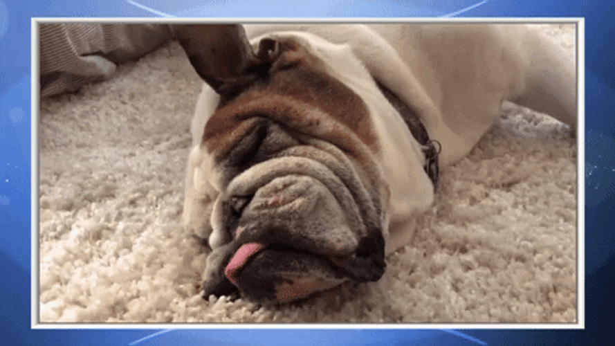 Sleeping Dog Puppy Funny Snoring GIF
