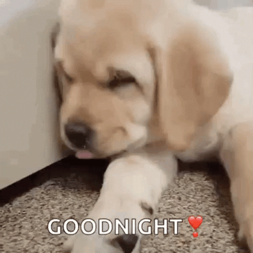Sleeping Dog Puppy Goodnight Lick GIF