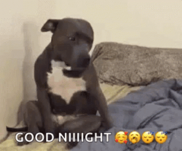 Sleeping Dog Sad Good Night GIF