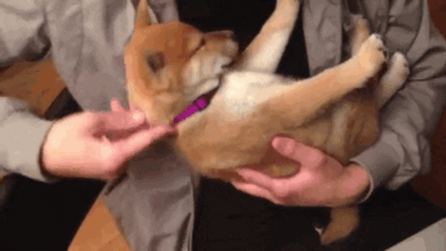 Sleeping Dog Shiba Inu Falling GIF