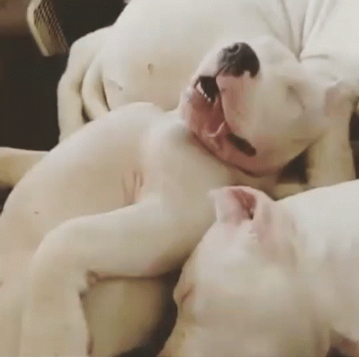 Sleeping Dog Snore Mouth Open GIF