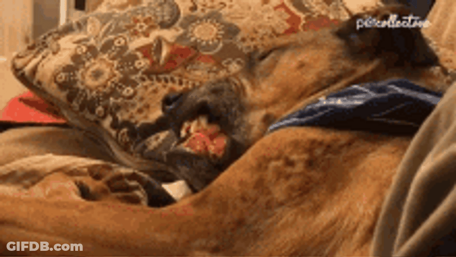 Sleeping Dog Snoring Loudly GIF