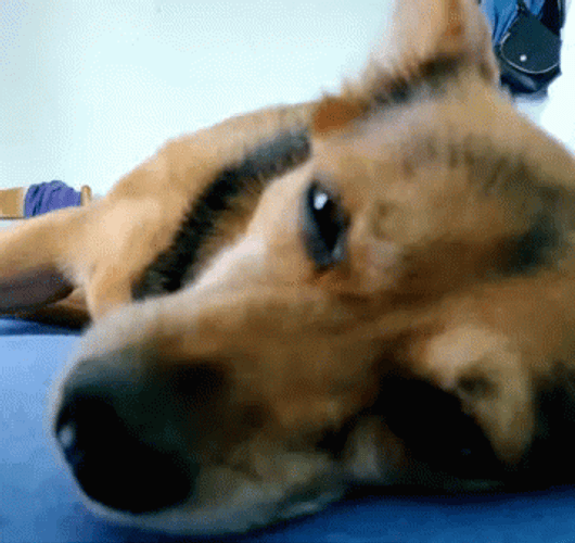 Sleeping Dog Tired Eyes Blinking GIF