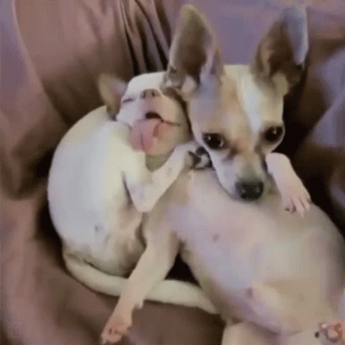 Sleeping Dog Tongue Out BFF GIF