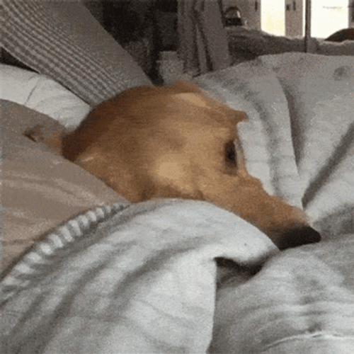 Sleeping Dog Yawn Under Sheets GIF