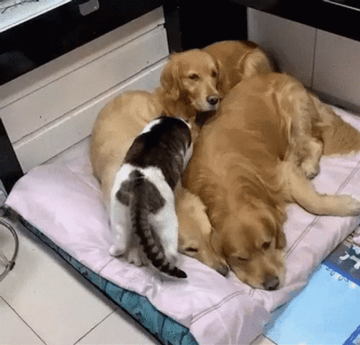 Sleeping Dogs Bed Sneak Cat GIF