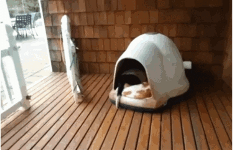 Sleeping Dogs Cuddled Crowded House GIF