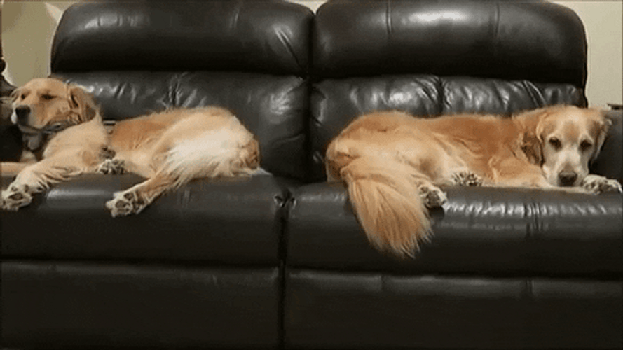 Sleeping Dogs Golden Retriever Couch GIF
