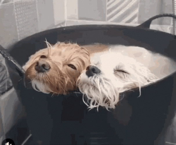 Sleeping Dogs Pool Time Fail GIF