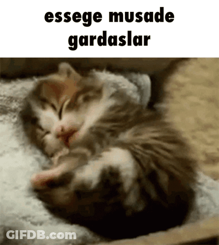 Sleeping Kitten With Text GIF