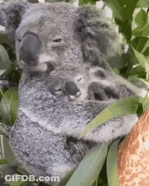 Sleeping Koala Animals GIF