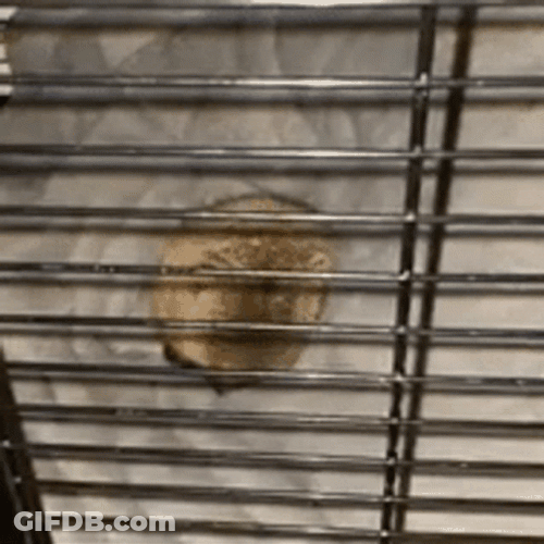 Sleeping Prairie Dog Disturbed GIF