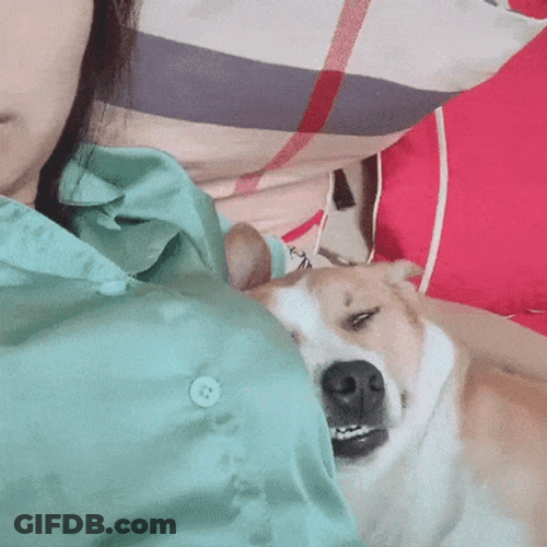 Sleeping Ugly Dog GIF