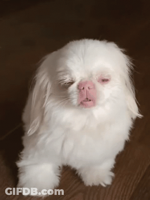Sleeping While Standing Dog Tired Meme GIF