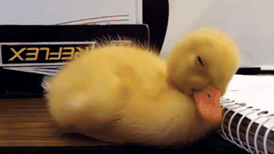 Sleepy Baby Duck GIF