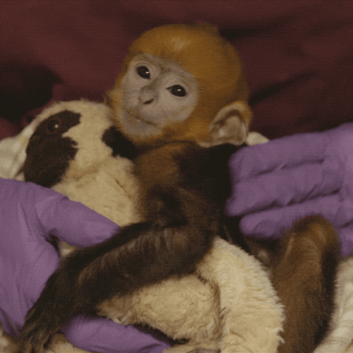 Sleepy Baby Monkey Hugging Toy GIF