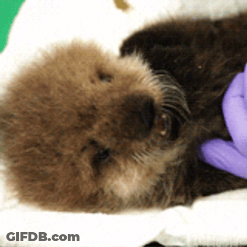 Sleepy Baby Otter GIF
