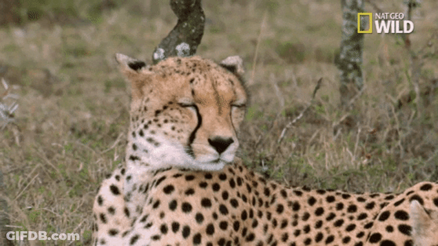Sleepy Big Cat Time Leopard GIF