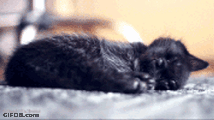 Sleepy Black Cat Is Calm GIF