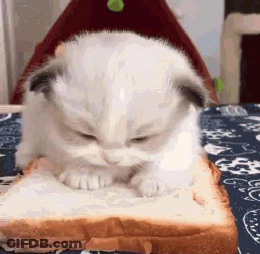 Sleepy Cat Bread Sandwich GIF