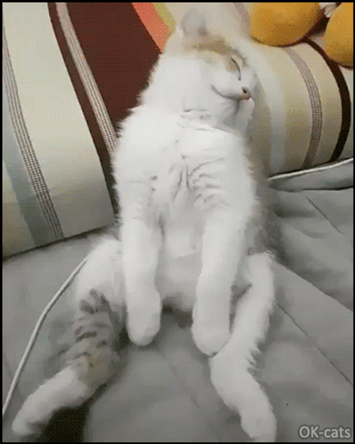 Sleepy Cat Could Not Wake Up GIF