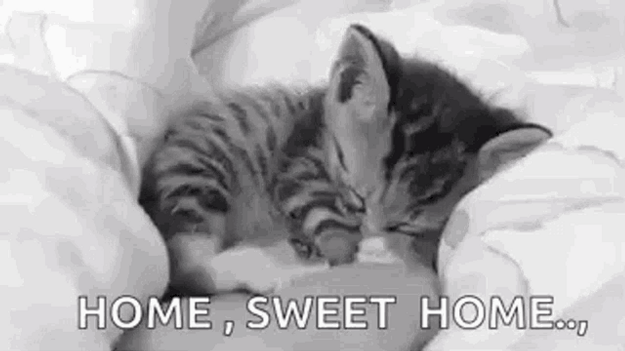 Sleepy Cat Curled Up In Bed GIF