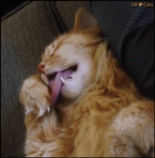 Sleepy Cat Dreaming Of Licking Paw GIF
