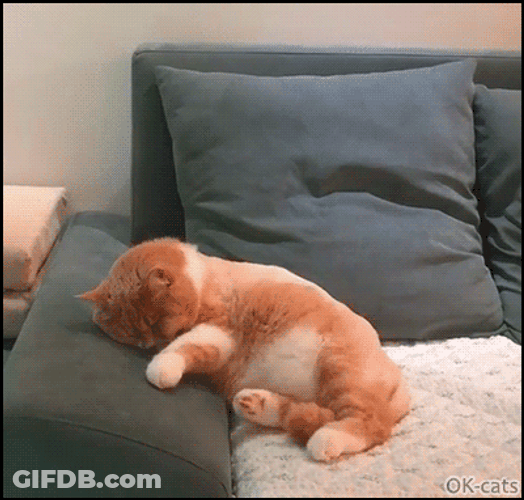 Sleepy Cat Dreaming Of Running GIF