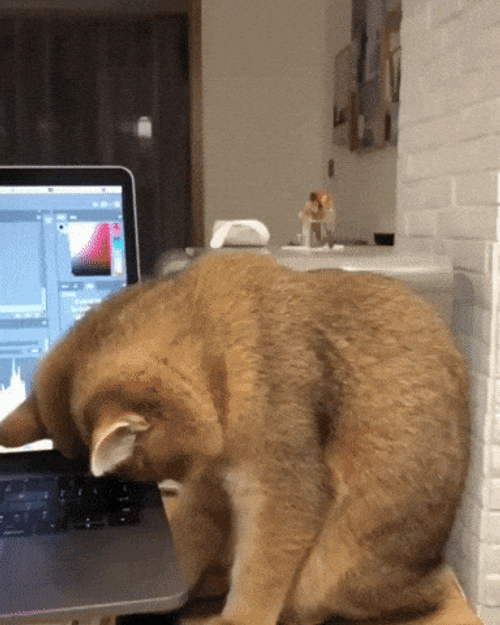 Sleepy Cat Falling Asleep Sitting GIF