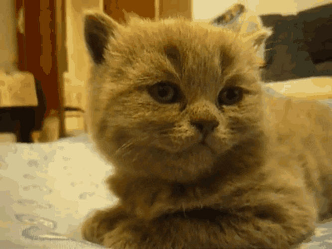 Sleepy Cat Fell Down Buona Notte GIF