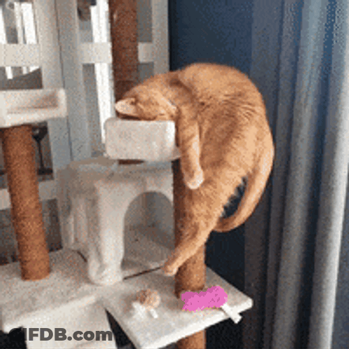 Sleepy Cat Hanging On Cat Tower GIF