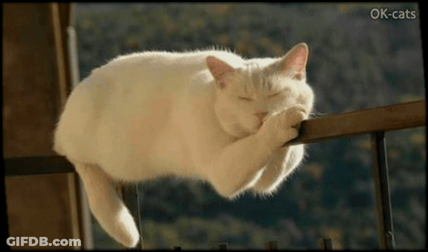 Sleepy Cat Hanging On Hand Rail GIF