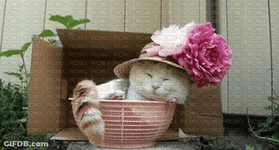 Sleepy Cat  Hanging Out In Basket GIF
