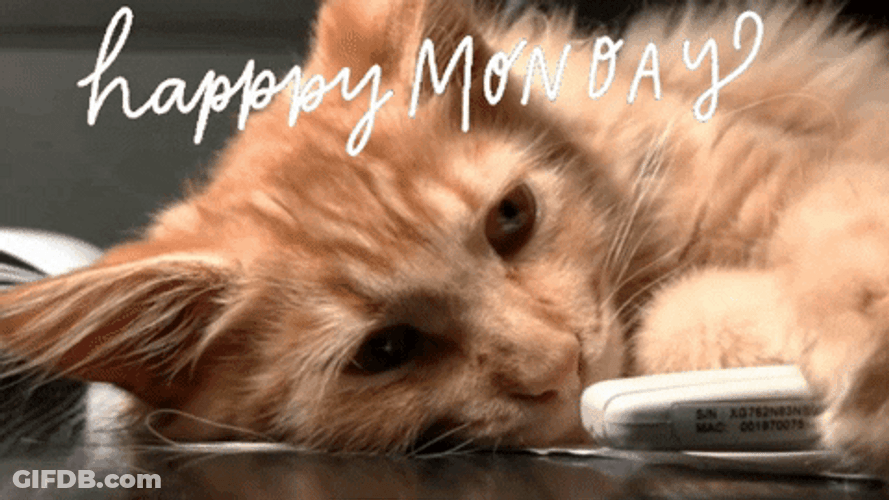 Sleepy Cat Happy Monday Mood GIF