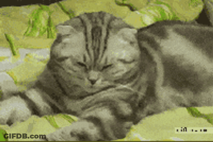 Sleepy Cat Head Falling In Bed GIF