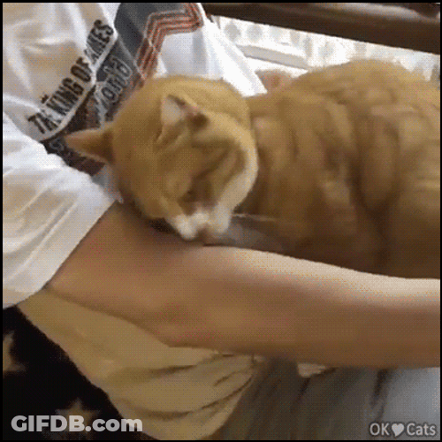 Sleepy Cat  Hugging Human Arm GIF