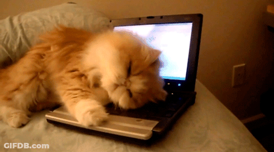 Sleepy Cat Lying Down On Laptop GIF