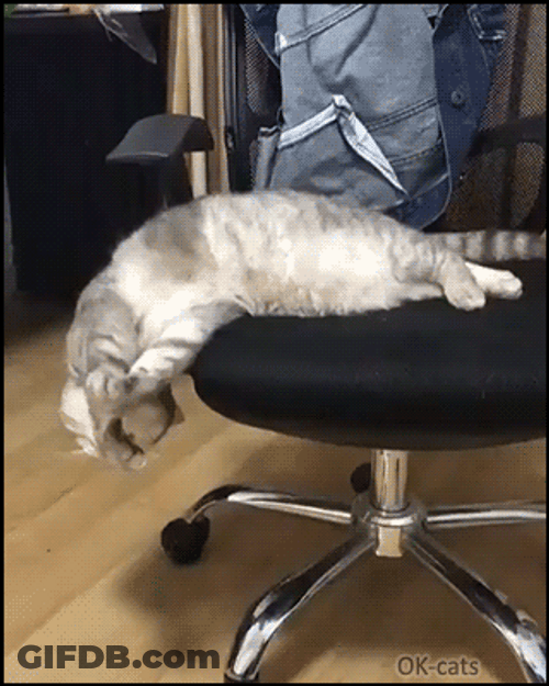 Sleepy Cat Sliding Off The Chair GIF