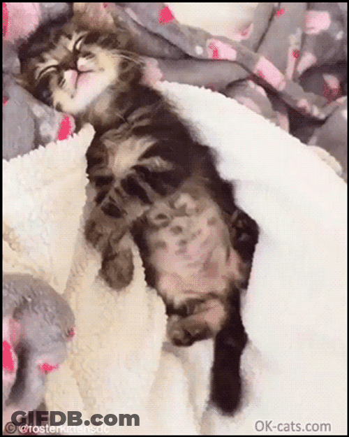 Sleepy Cat Stretching Out GIF