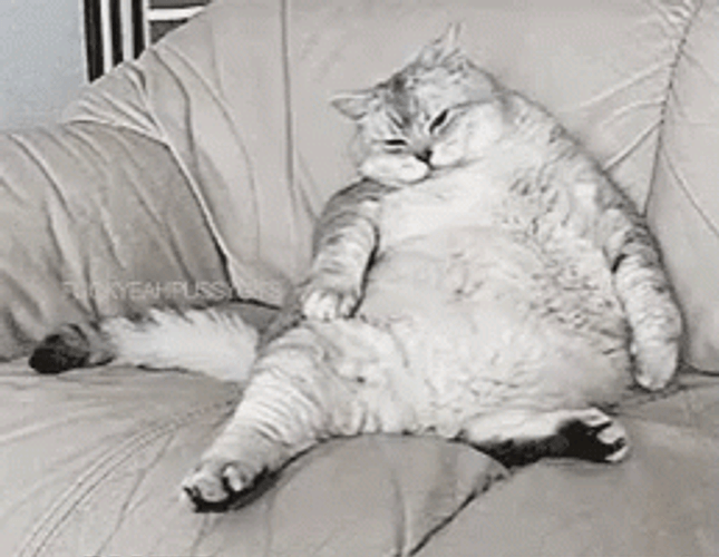 Sleepy Cat Was Stuffed GIF