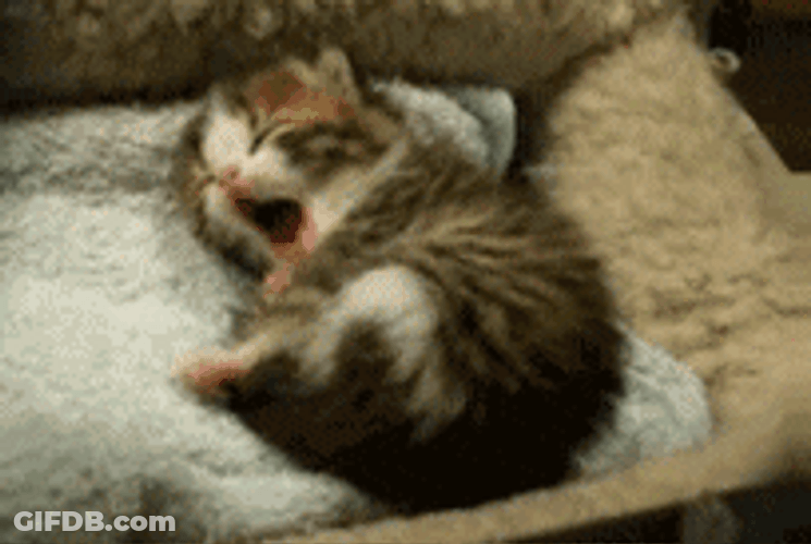 Sleepy Cat Yawning In Bed GIF