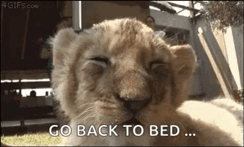 Sleepy Cub Go Lions GIF