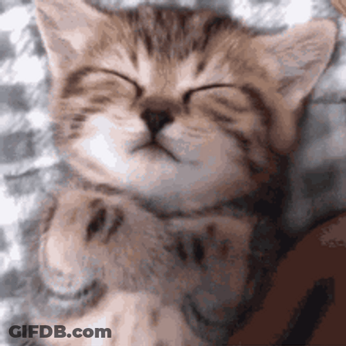 Sleepy Cute Cat Covered In Blanket GIF
